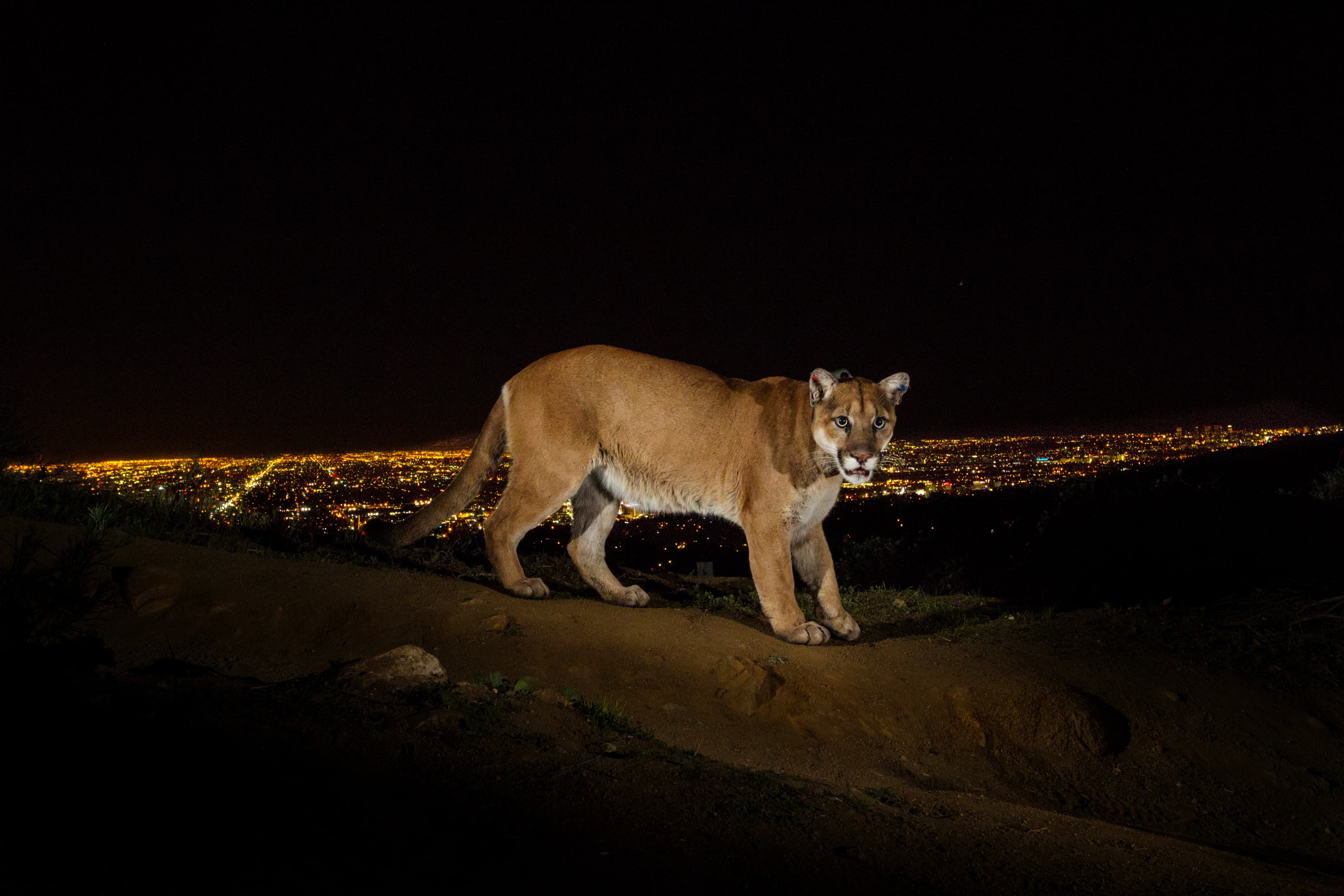 Uncovering Our Concrete Jungle