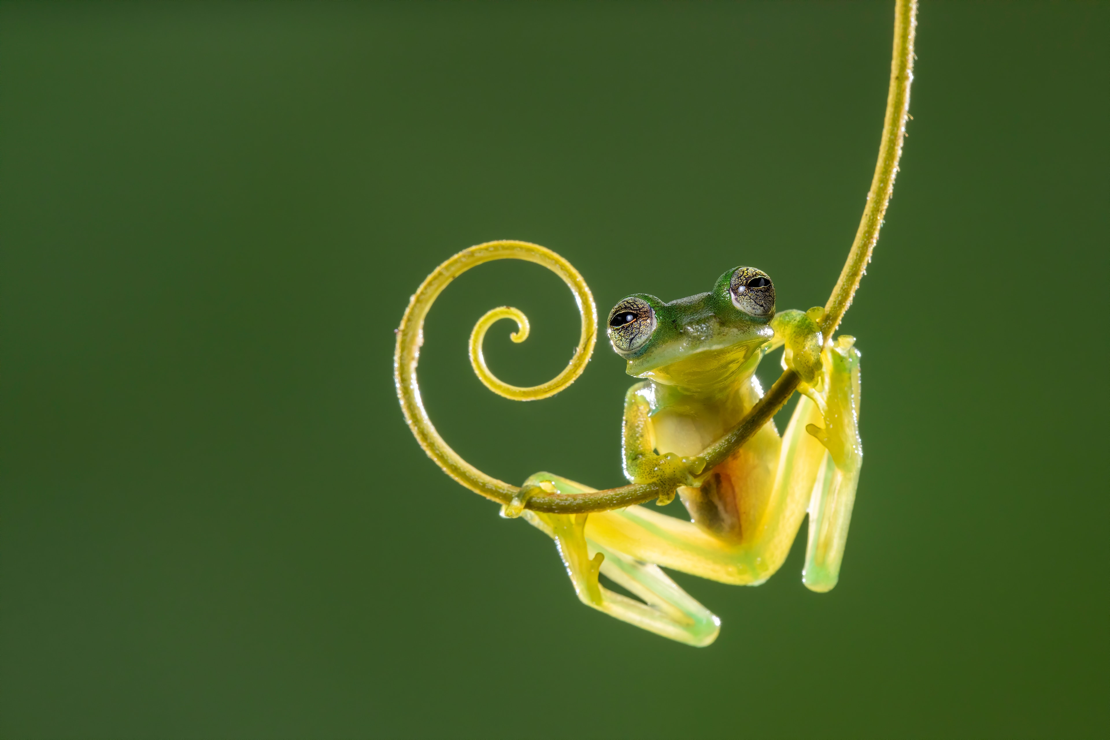 Weird World of Frogs