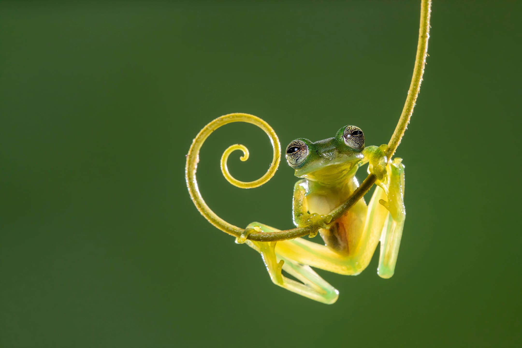 Weird World of Frogs